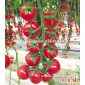 Hybrid high yield Cherry tomato seeds for growing-Excellent Baby